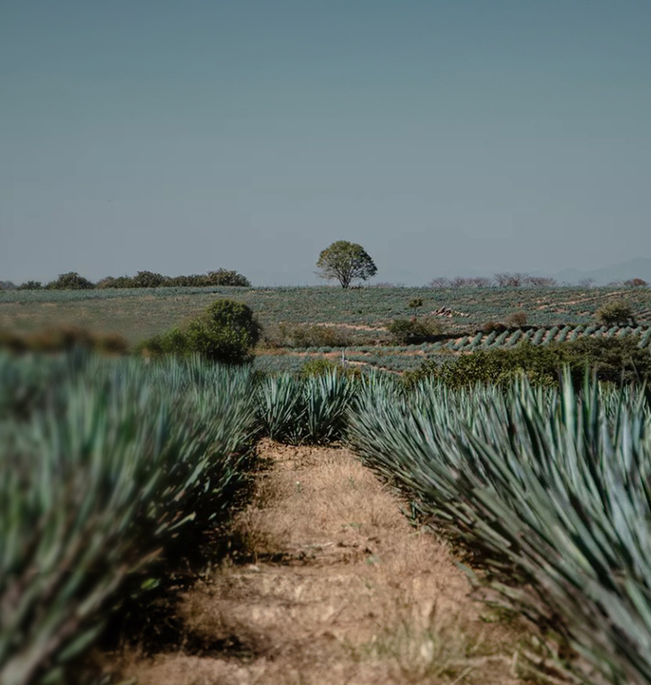 Imagen panorámica de campo de agave en México