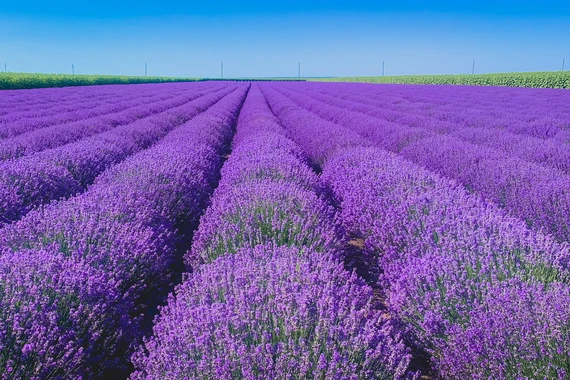 Новартис България