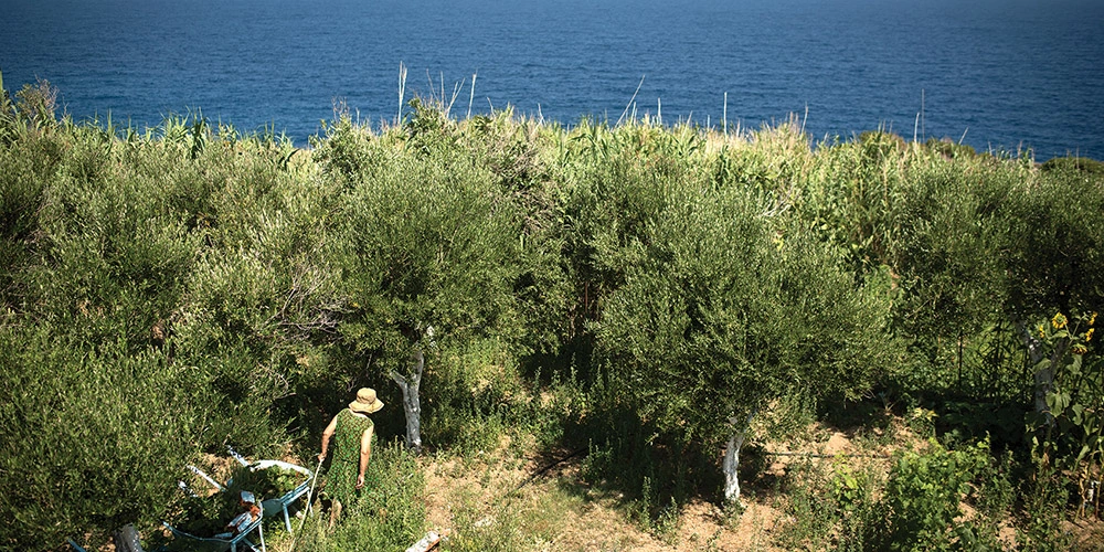 landscape of trees with the see in the background
